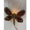 1970’ Applique Papillon en Bronze ou Laiton, Duval Brasseur Ou Isabelle Faure, 1 Ampoule, Ailes d’Agate | Biron |||||||||||