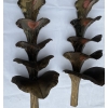 1970′ Paire d’Appliques Laiton Patiné Allégorie Ginkgo Feuillage à 4 Ampoules Symbole Longévité | Biron 1970′ Paire d’Appliques Laiton Patiné Allégorie Ginkgo Feuillage à 4 Ampoules Symbole Longévité