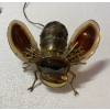 1970’ Applique Abeille en Bronze ou Laiton, Duval Brasseur Ou Isabelle Faure, 1 Ampoule, Ailes d’Agate | Biron 1970’ Applique Abeille en Bronze ou Laiton, Duval Brasseur Ou Isabelle Faure, 1 Ampoule, Ailes d’Agate