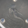 Coupe "Trépied Sirène" verre opalescent patiné bleu de René LALIQUE