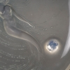 Coupe "Trépied Sirène" verre opalescent patiné bleu de René LALIQUE