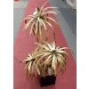 1970′ Lampadaire Palmier Maison Jansen Paris | Biron |||||||||