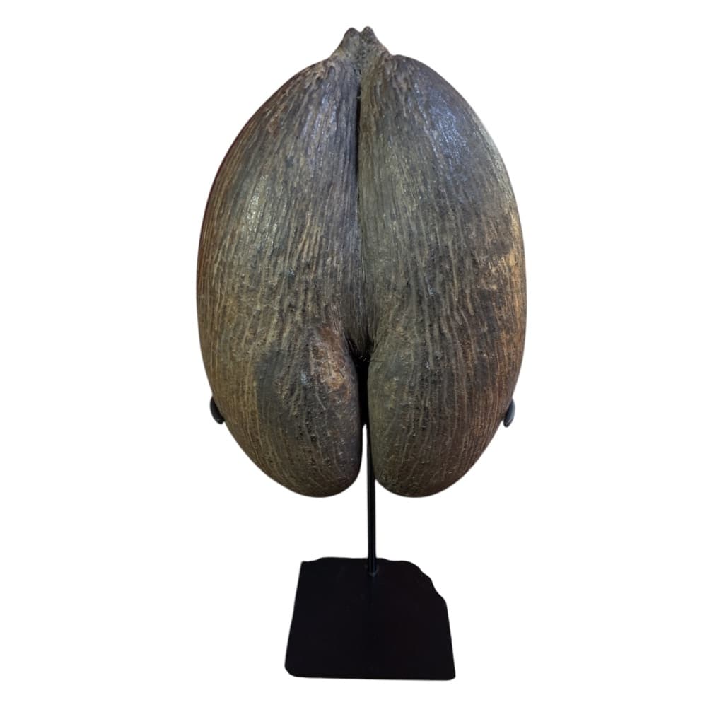 COCOFESSE Graine De Cocotier De Mer. | Biron 
