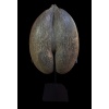 COCOFESSE Graine De Cocotier De Mer. | Biron 