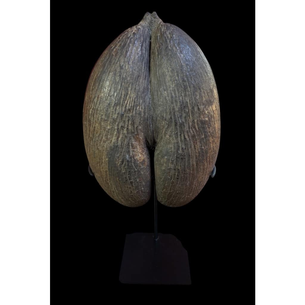 COCOFESSE Graine De Cocotier De Mer. | Biron 
