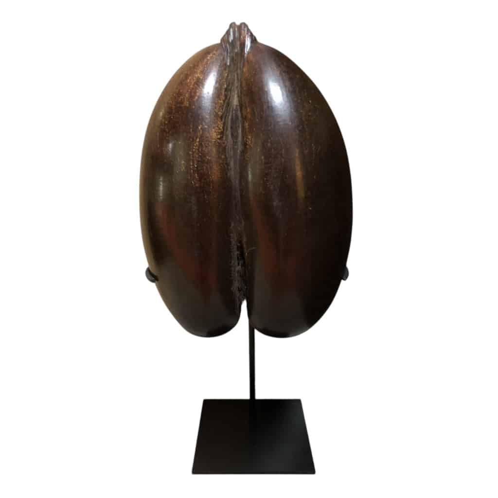 COCOFESSE Graine De Cocotier De Mer. | Biron 