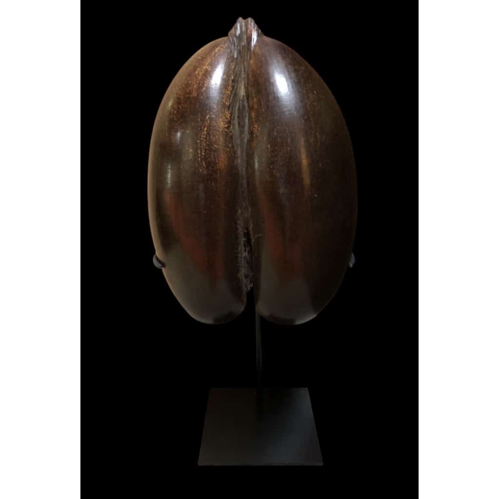 COCOFESSE Graine De Cocotier De Mer. | Biron 
