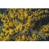 Vase aux mimosas, par J. Olivier | Biron 