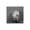 Sculpture, Hellenistic female bust. | Biron 