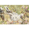 Hélène RIVIERE 1896-1977 Les Poules 12