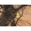 Nils Hans CHRISTIANSEN (1850-1922), La forêt 14