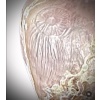 RARE VASE DES ETABLISSEMENTS DAUM 13